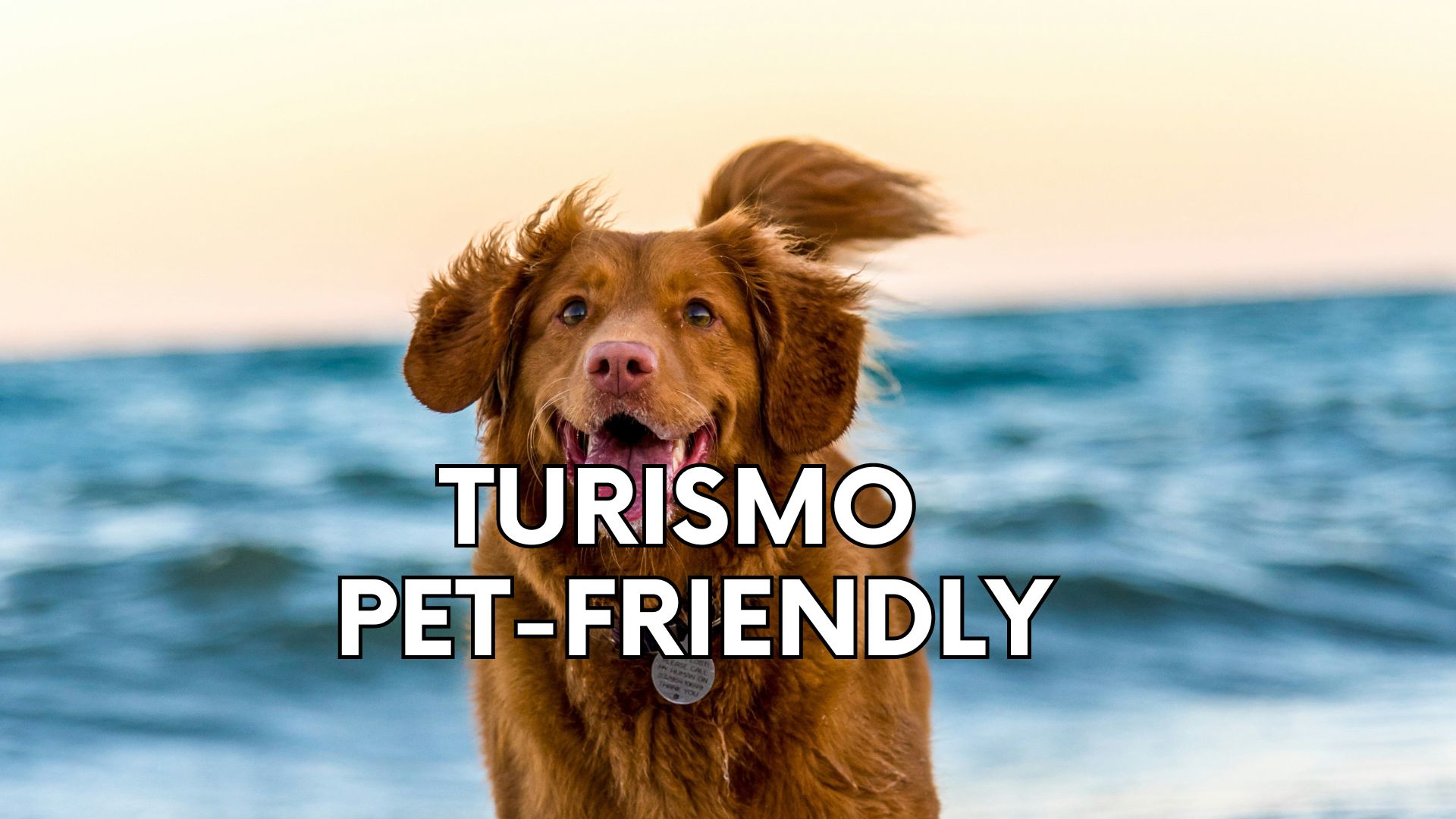 Turismo Pet-Friendly: Cómo Planificar el Viaje Perfecto con tu Perro